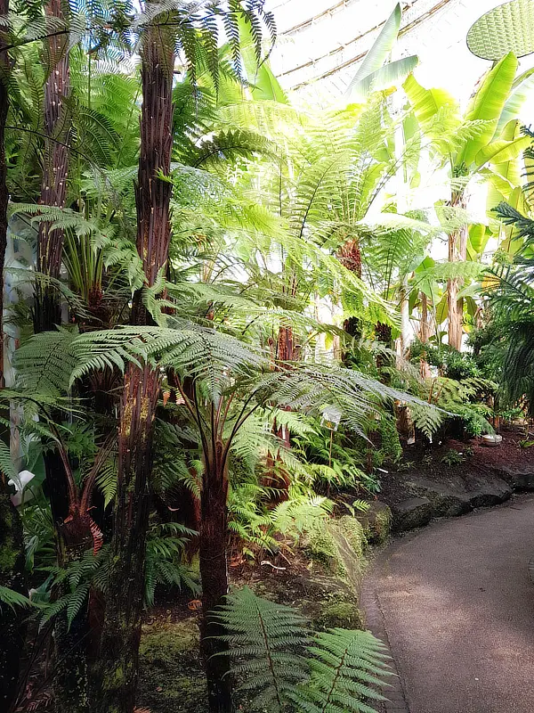 Ferns inside the greenhouses at Glasgow Botanic Gardens