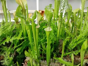Pitcher plant inside the greenhouses at Glasgow Botanic Gardens