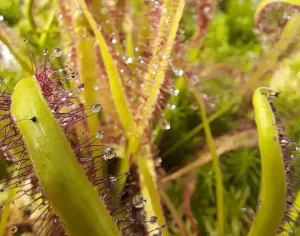 Sundew close-up inside the greenhouses at Glasgow Botanic Gardens